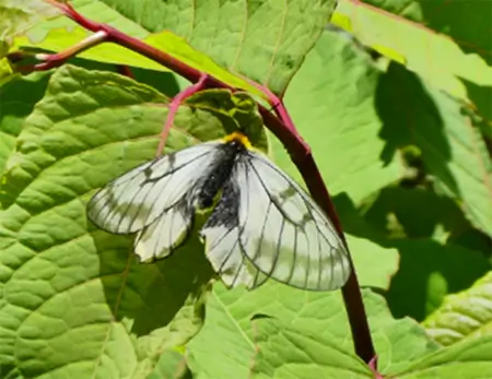 Parnassius-citrinarius